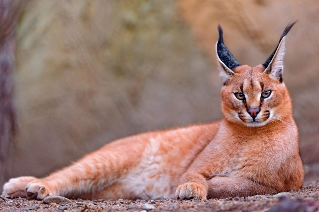 Caracal-Cats-Wallpaper-Free-Download-1024x682