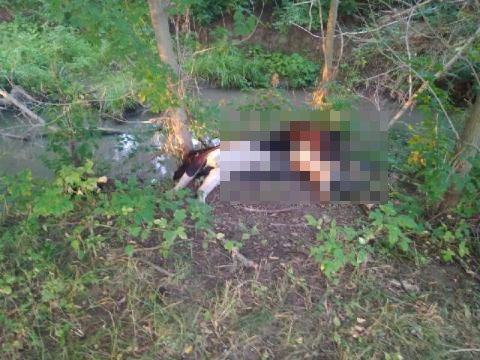 В Татарстане у реки нашли мёртвую корову: туша гниёт вторую неделю