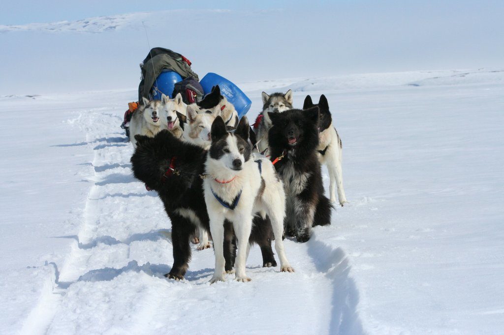 казанская экспедиция клуб ездовые собаки таймыр
