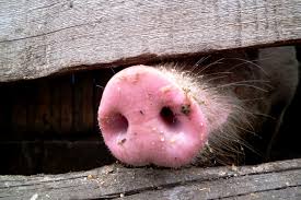 В Татарстане введен карантин по африканской чуме свиней