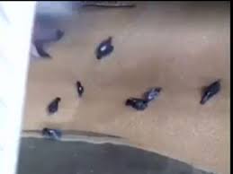 Казанец снял на видео как голубей засасывает в элеватор городского хлебозавода
