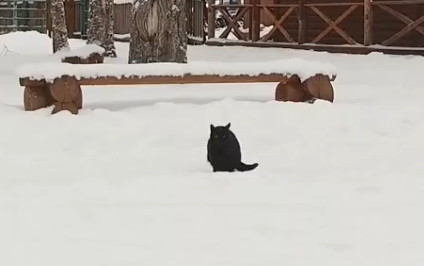 кот