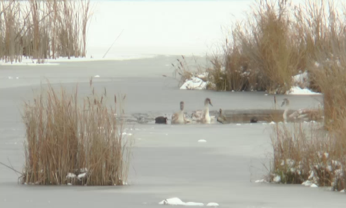 на озере кабан замерзают лебеди