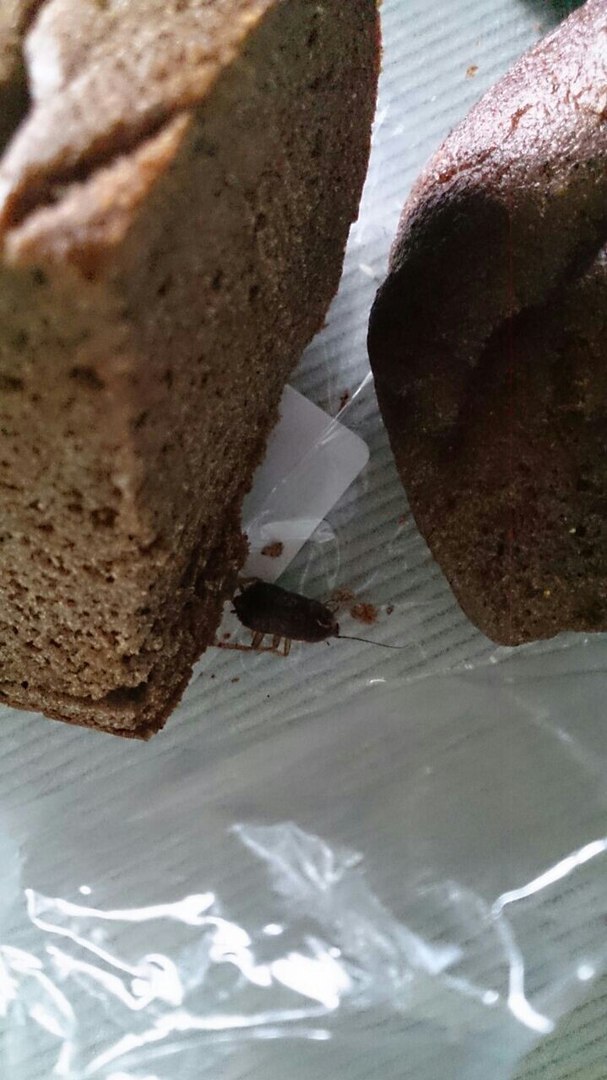 таракан в хлебе