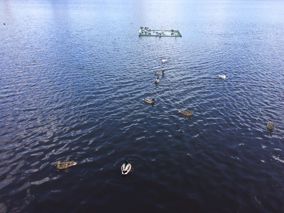 Озеро Кабан утки