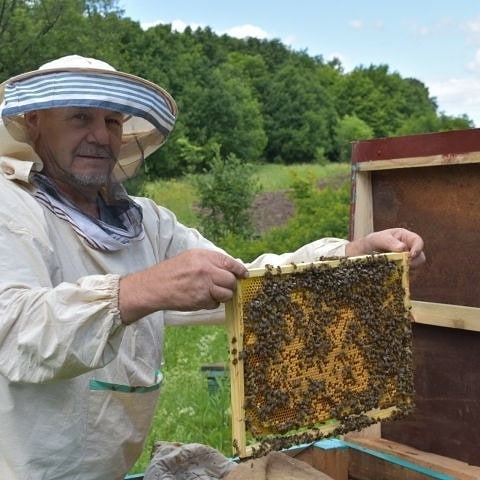 пчелы пчеловод