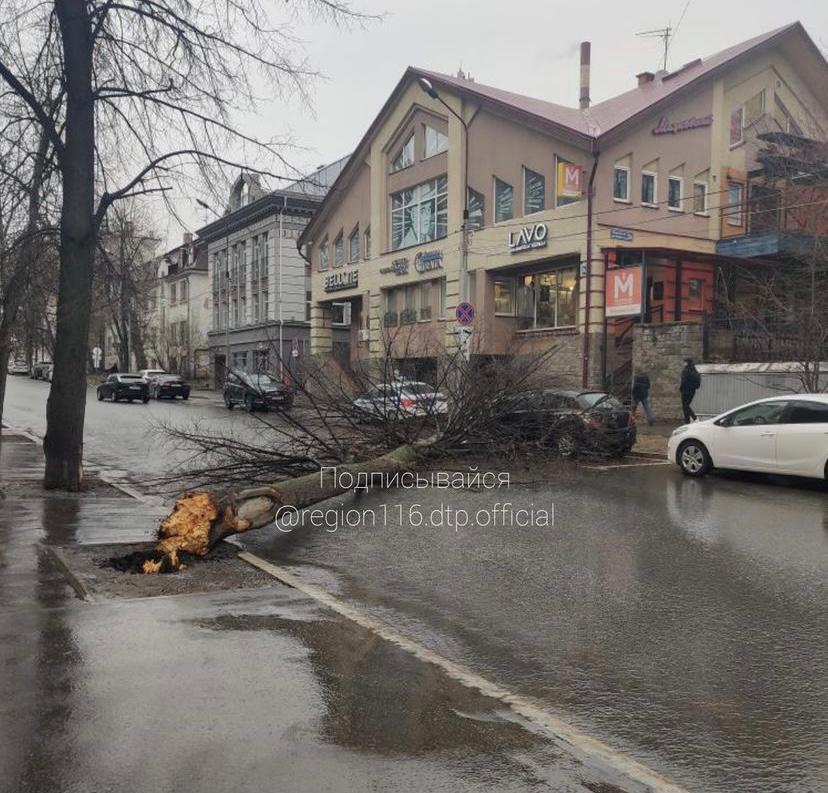 дерево упало на авто