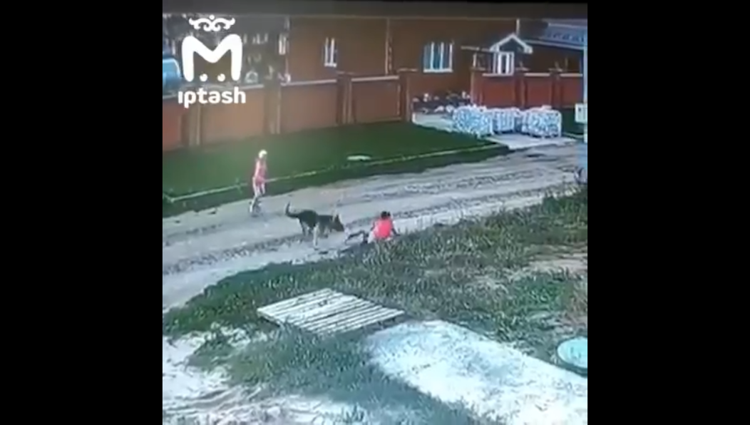 видео нападение собаки 